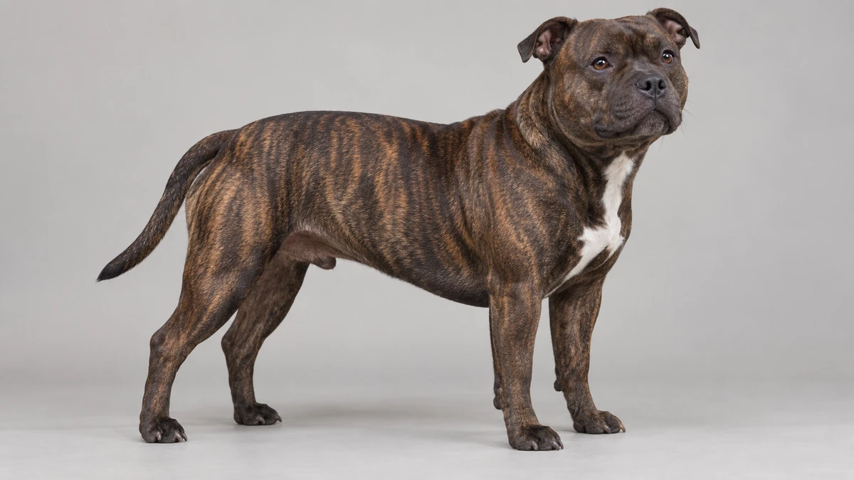 İngiliz Staffordshire köpek — brindle (klasik) renk
